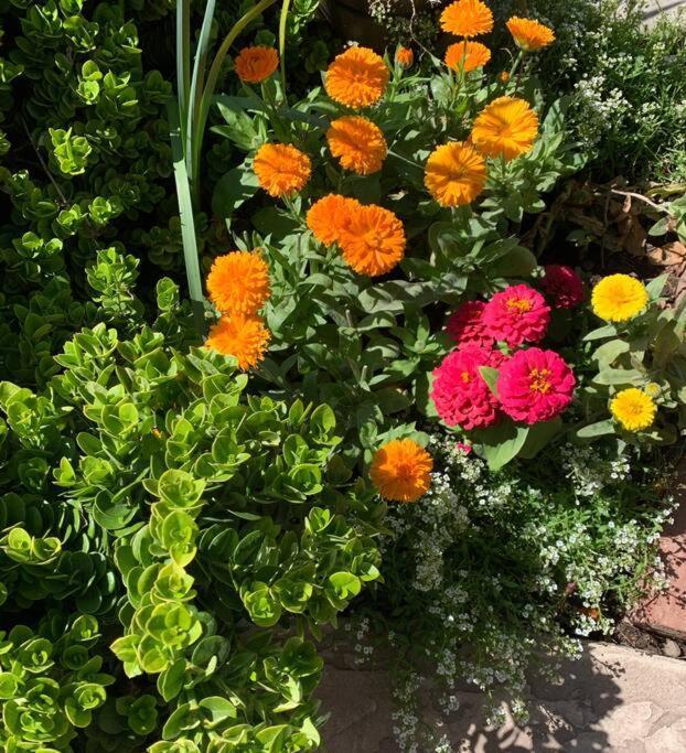 Encanto Cactus Flower Casita 凤凰城 外观 照片